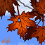 Maple81