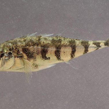 Куда исчезла казарага?