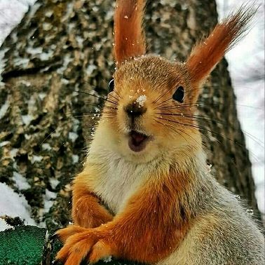 нем числительные 1-100