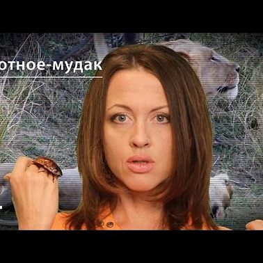 Лев: животное-мудак