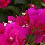 «Шмуэль бет» 2