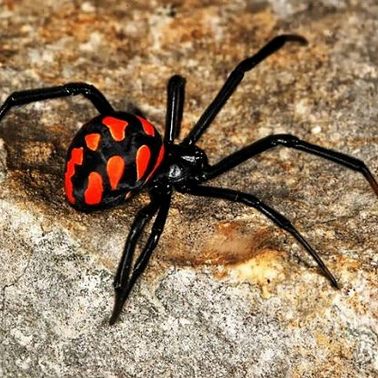 6 мая / Почему паук такой страшный?