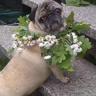 Стоит ли брать домашнего питомца на празднование Лиго?