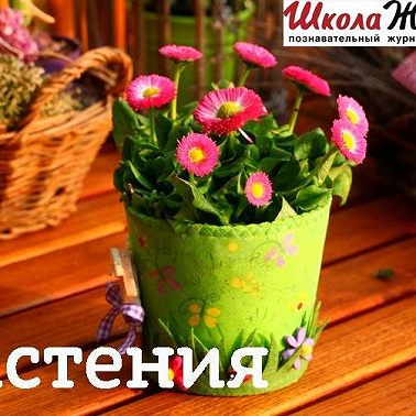 Как продлить жизнь цветам?