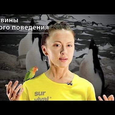 Пингвины легкого поведения