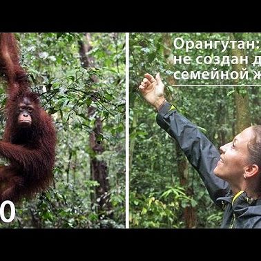 Орангутан: не создан для семейной жизни
