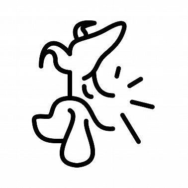 Собака из приюта