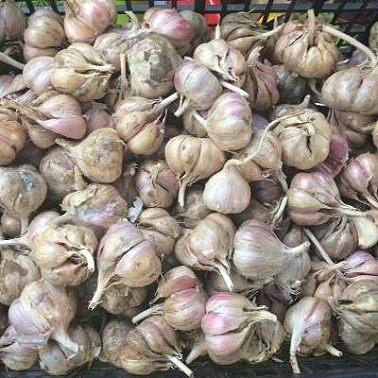 Вера Инбер - "Чеснок в чемодане"