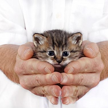 20 февраля /Что значит «приручить»?