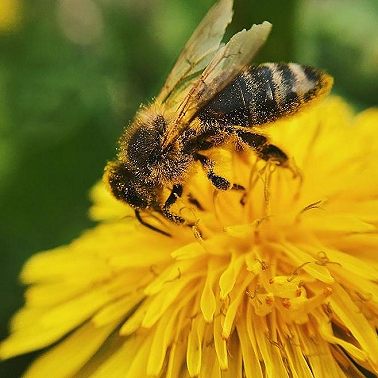 О пчелах и меде