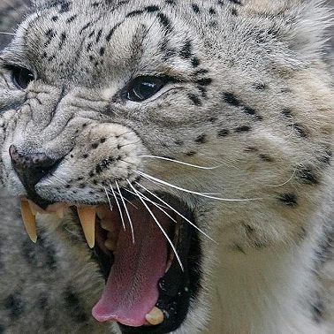 Снежный барс. Экстремальный хищник под защитой человека