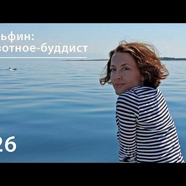 Дельфин: животное-буддист