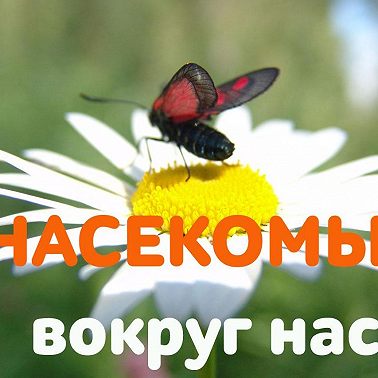 Как живут шершни?