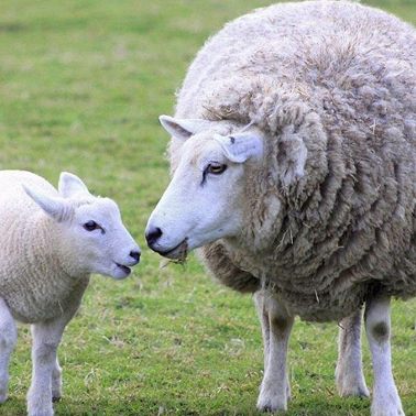 24 февраля /Почему деток овечки зовут ягнята?