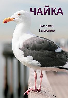 Чайка