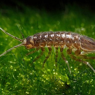 Символ года - водяной ослик. Кто это такой?