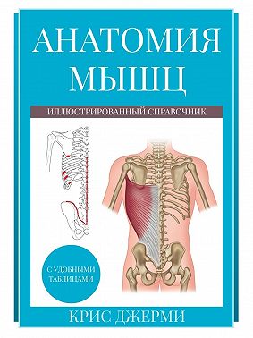 Анатомия мышц: иллюстрированный справочник