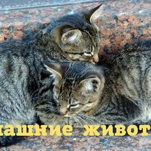 Как давать лекарства кошкам и собакам?