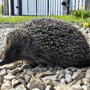 Все о латвийских ежах