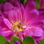 Урок для женщин. Песнь песней 17. Жизнь и смерть в глазах рыб и лис