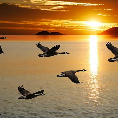 14 февраля /Почему утки треугольником летают?