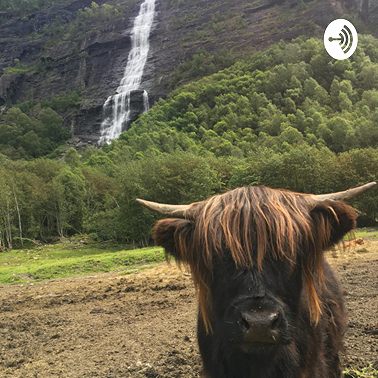 Бык города Бюля