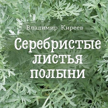 Серебристые листья полыни
